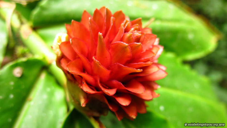 Кокустус (Costus osae)