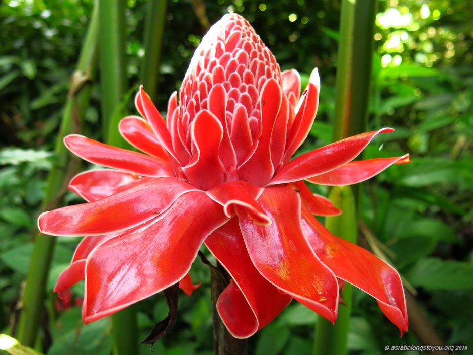 Этлингера (Факел Императора)